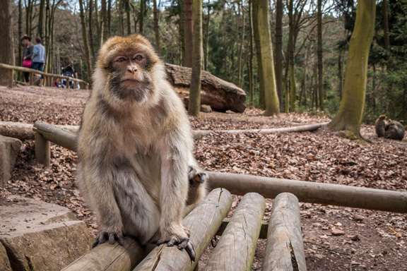 Tierparks und Vergnügungsparks